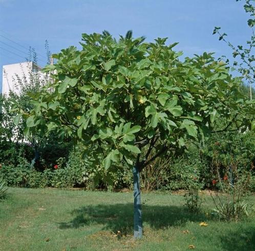 Vijgenboom  Ficus Carica op stam stamomtrek 30-40cm Pot