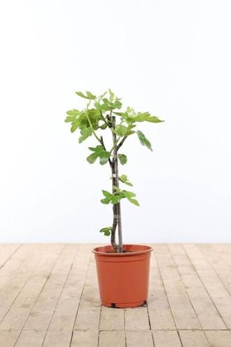 Vijgenboom  Ficus Carica stok hoogte inclusief pot 40-60cm