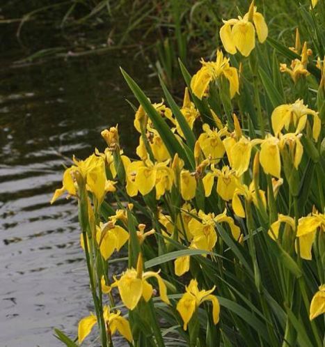Vijverplant, gele lis iris grote pollen