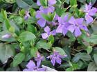 Vinca Minor Blauw