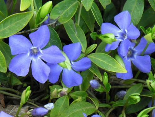 Vinca minor bodembedekker maagdenpalm top kwaliteit