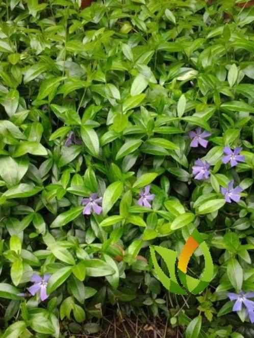 Vinca minor - Kleine Maagdenpalm