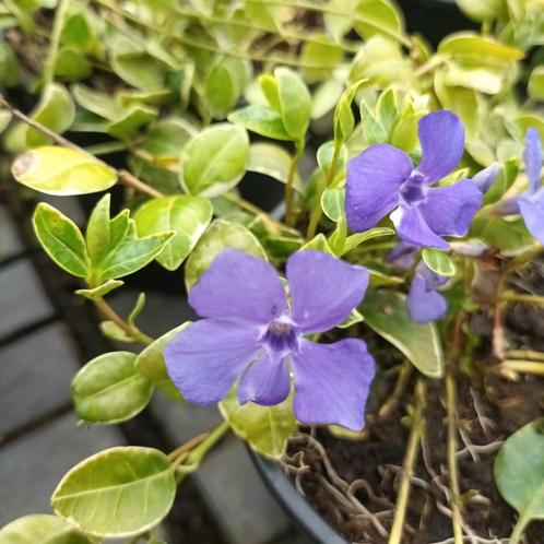 Vinca minor x27Variegatax27  paars, wit en roze.