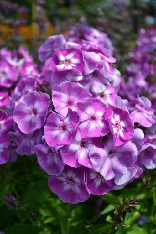 Vlambloem Phlox paniculata Laura 5-10 Pot P9