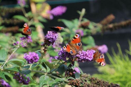 vlinderplanten voor uw eigen vlindertuin