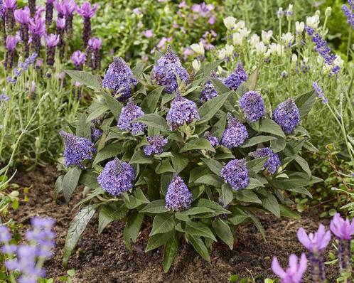 Vlinderstruik  Buddleia Little Rockstars Blue (Diepblauwe)