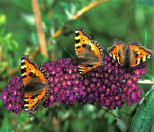 Vlinderstruiken in vele soorten, kleuren en hoogtes