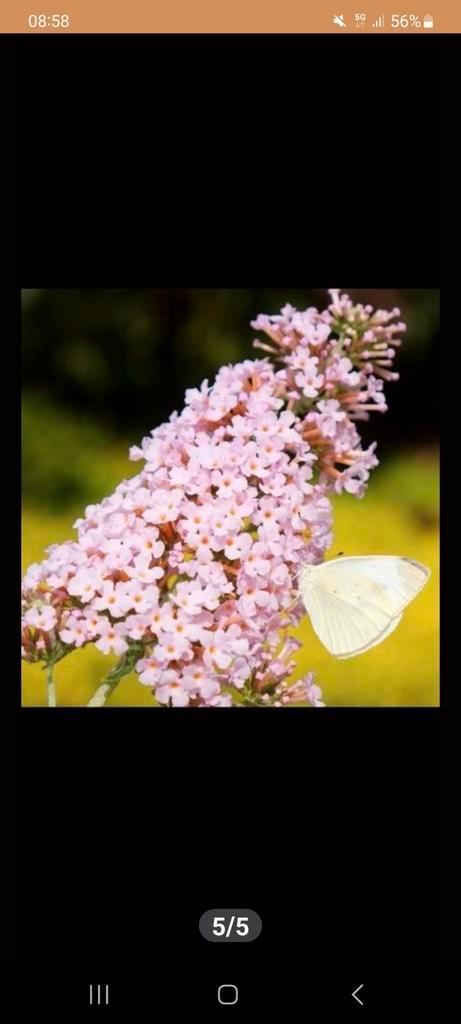 VLINDERSTRUIKEN OP STAM IN DIVERSE KLEUREN