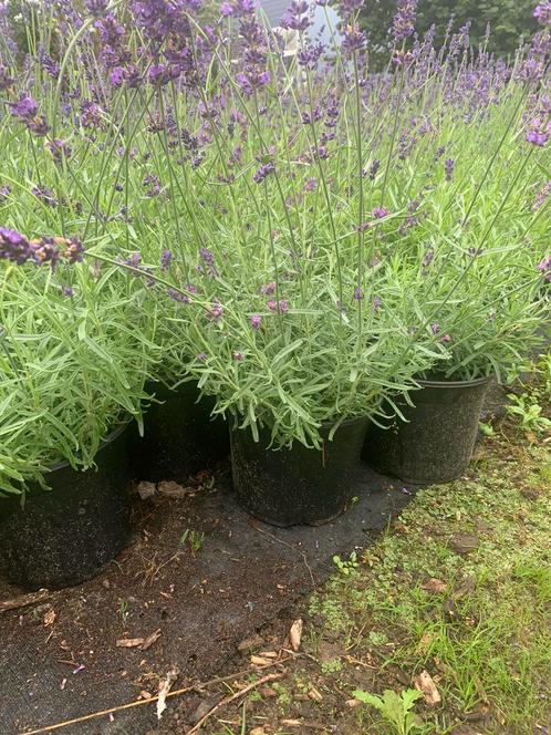 Volle lavendel Hidcote 1520cmpot winterhard paars 1,wit 2