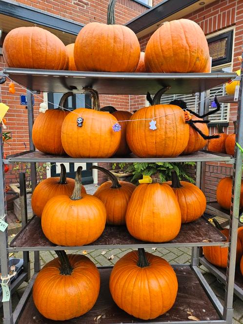 Volop grote (en kleine) Halloween pompoenen te koop