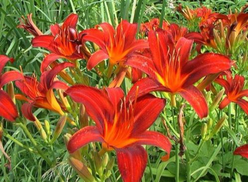 VOLOP TUINPLANTEN NU PLANTTIJD..lage prijzen