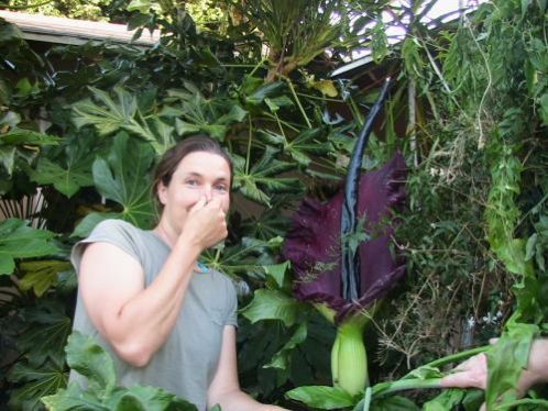 Voodoolily dracunculus - vulgaris ( bollen )
