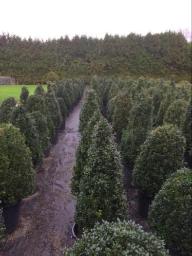 Voorjaars STUNT aanbieding Buxus