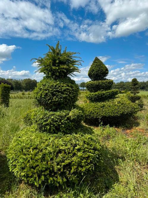 Vormsnoei, Topiary, Unica, partij of stuk