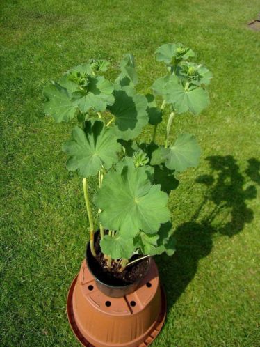 Vrouwenmantel (alchemilla)