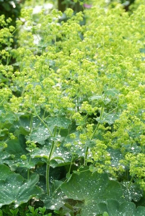 Vrouwenmantel Alchemilla mollis Pot