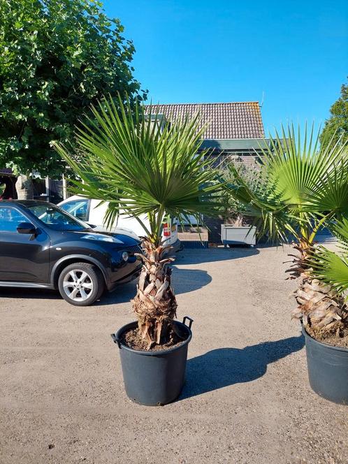 Washingtonia robusta Mexicaanse waaierpalm