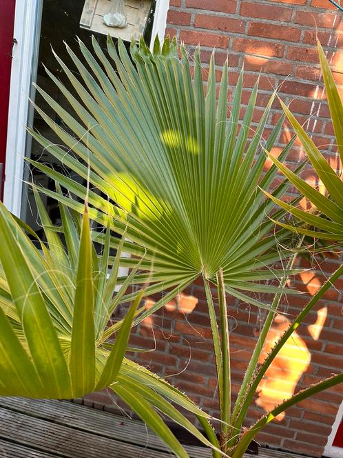 Washingtonia robusta - Palmboom