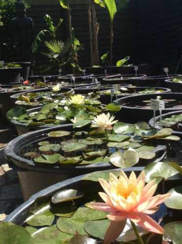 Waterlelie en Lotus SHOW, KONINGSDAGS GEOPEND, uniek in NL.