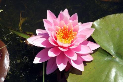 Waterlelie Nymphaea 034Pink Peony034 Nelumbogarden waterlelies