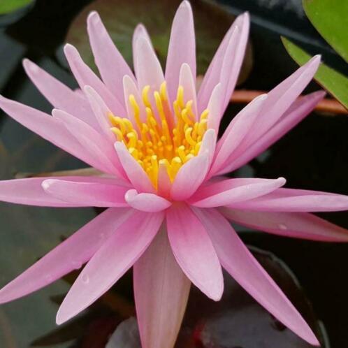 Waterlelie Nymphaea American Star, Nelumbogarden Waterlelies