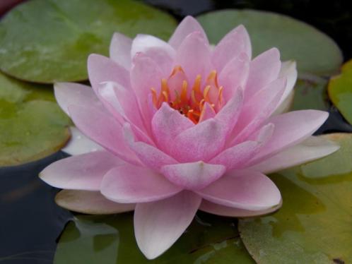 Waterlelie Nymphaea Rosanna, Nelumbogarden waterlelies