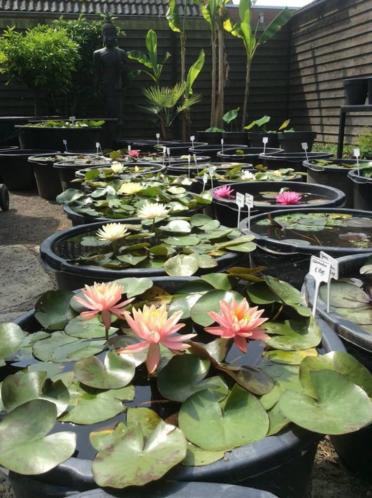 Waterlelies en Lotus deze keuze is uniek in Nederland