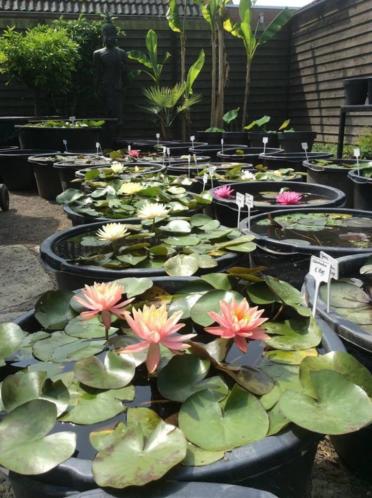 Waterlelies SHOW de mooiste keuze aan soorten in Nederland.