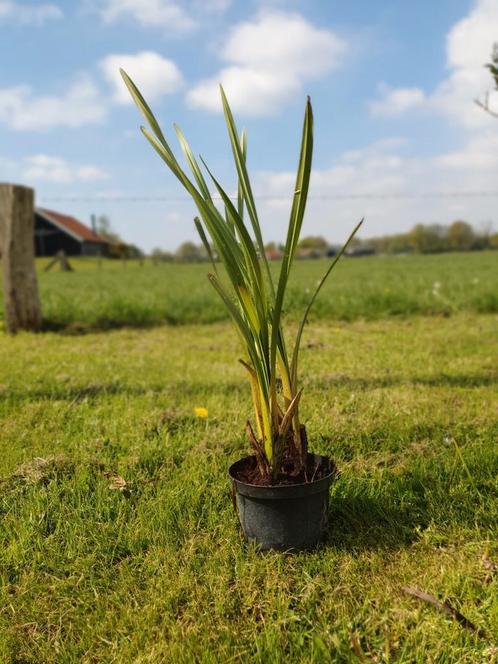 Waterplanten voor in de vijver