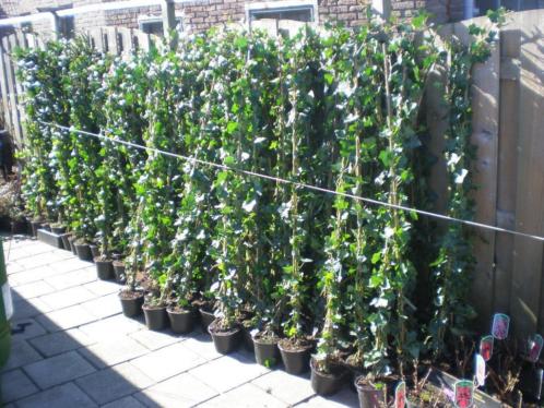 wegens omstandigheden grote hedera te koop de laatste 125st