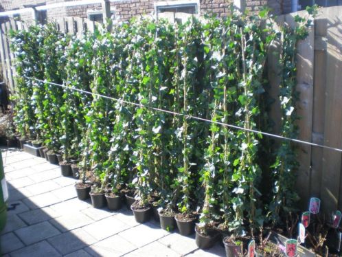 Wegens omstandigheden in januari hedera 175 cm 3,00