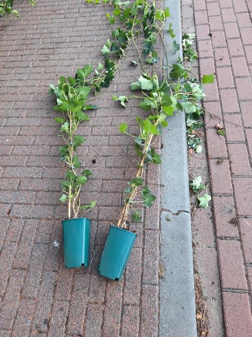 Wegens ruimte gebrek Grote opruiming hedera nu voor4