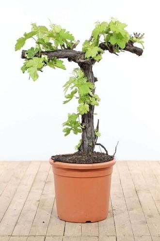 Wijnstok  Vitis Vinifera bonsai hoogte inclusief pot