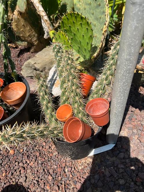 Winterharde cactussen