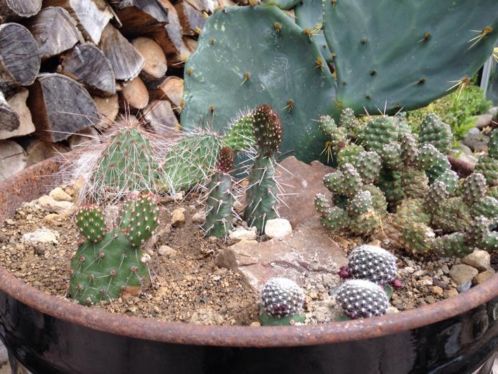 Winterharde cactussen vetplanten rotsplanten opuntia cactus