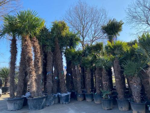 Winterharde palmbomen in vele soorten en maten. Trachycarpus