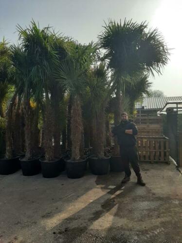 Winterharde palmbomen te koop Palmboom tuin terras