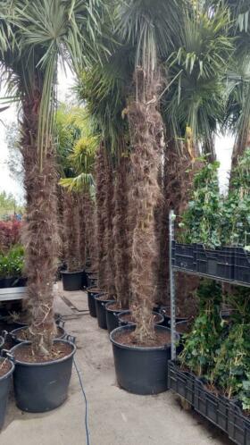 Winterharde supermooie palmbomen te koop Scherpe prijs