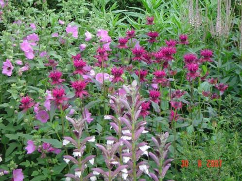 winterharde vaste planten monarda gewitterwolke