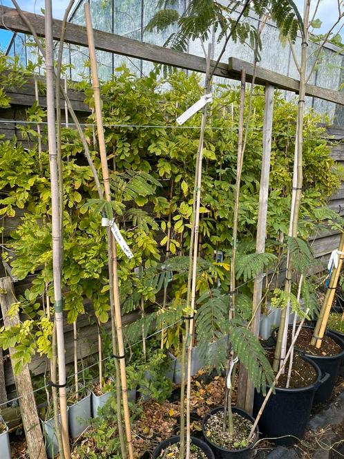 Wisteria of blauwe regens nu aanbieding gente planten