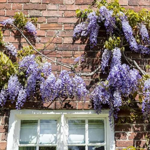 Wisteria sinensis - Blauwe regen - winterhard - 350 cm hoog