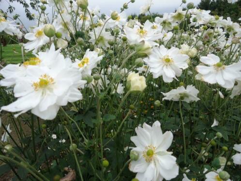 wit bloeiende vaste planten van hobbyist 1 euro per stuk
