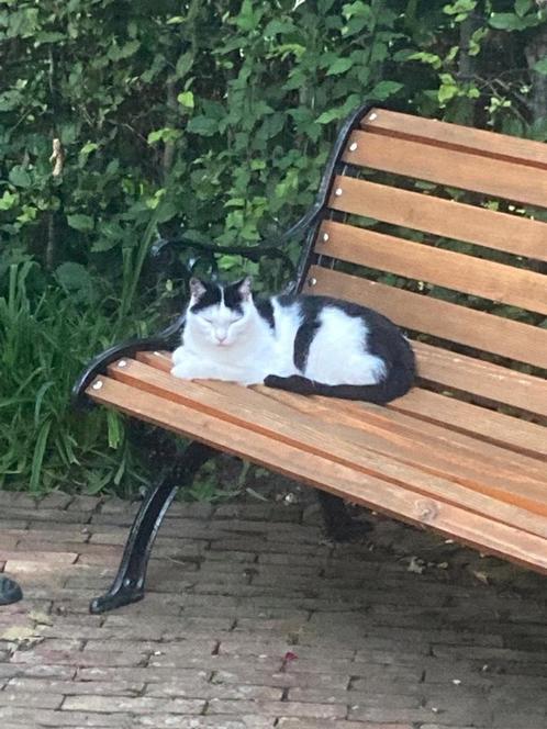 Wit zwarte kat vermist