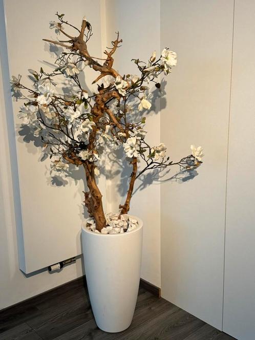 Witte bloesemboom in een witte pot