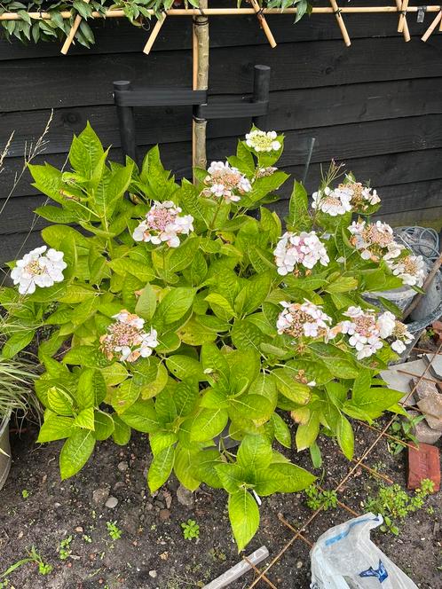 Witte Hortensia in kuip van 70 cm diameter