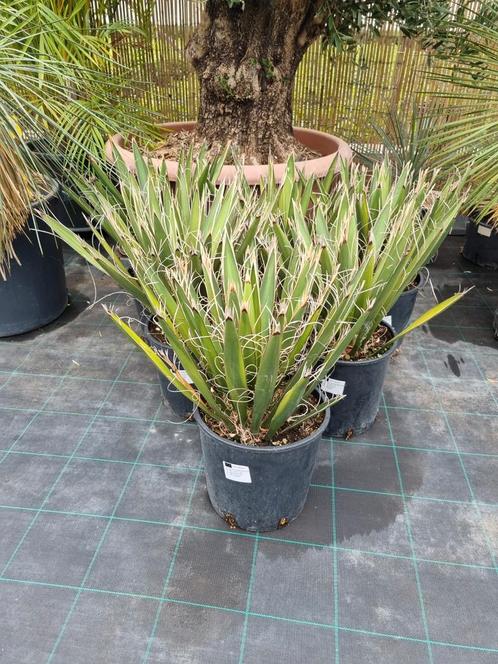 Yucca carnerosana in 24 cm pot. GROTE YUCCA VOORRAAD.