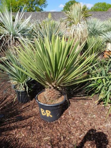 Yucca faxoniana. ELKE VRIJDAG EN ZATERDAG GEOPEND.