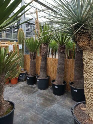Yucca faxoniana, grote exemplaren  2 E PAASDAG GEOPEND.