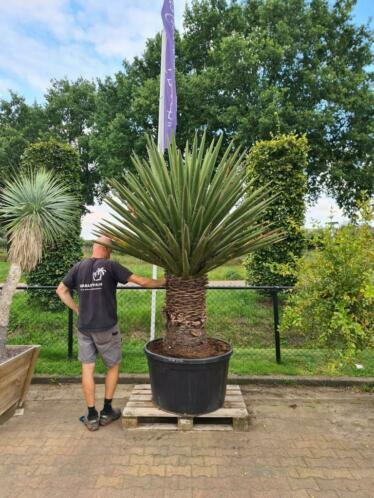 YUCCA FAXONIANA MONSTERPIECE   XXXL  AANBIEDING OPOP 