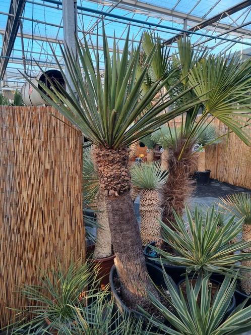 Yucca faxoniana XXL I Uniek exemplaar I Geopend met Pasen